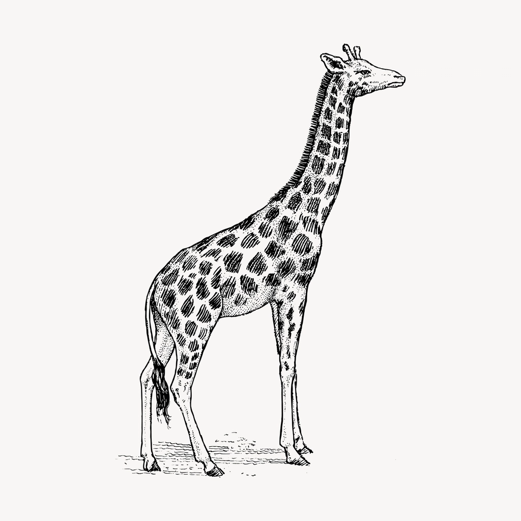 Giraffe hand drawn clipart, safari