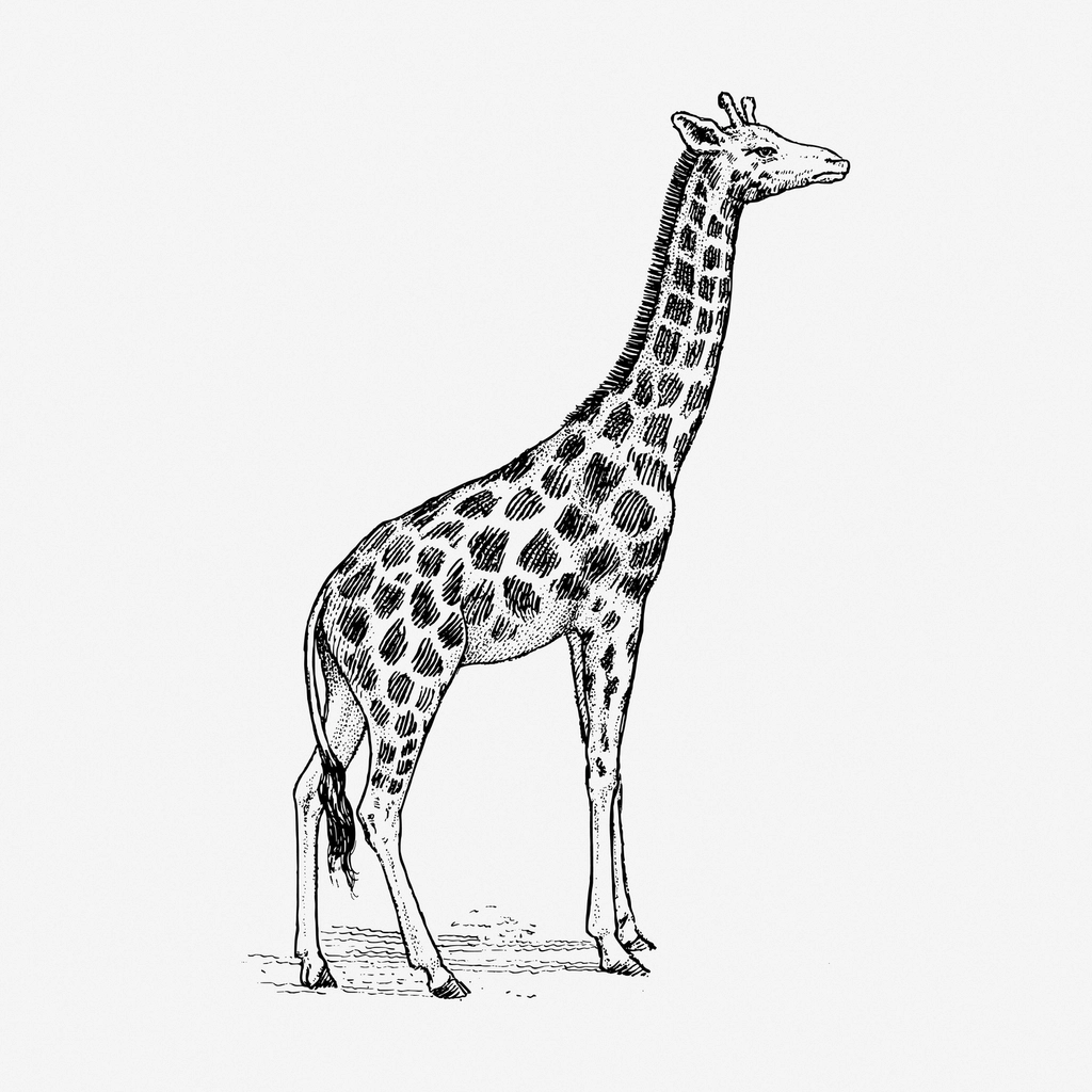 Giraffe hand drawn illustration