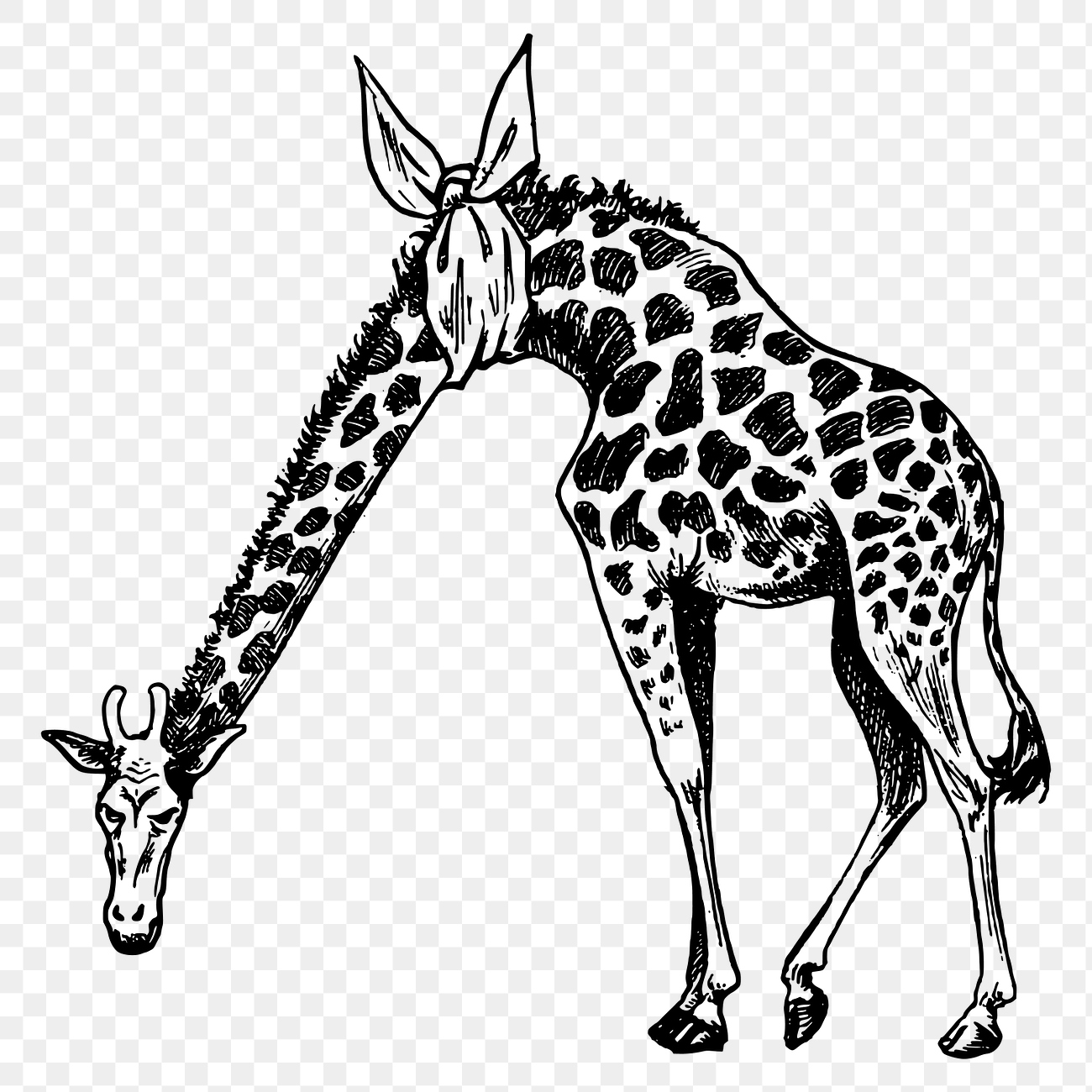 Giraffe png clipart, hand drawn