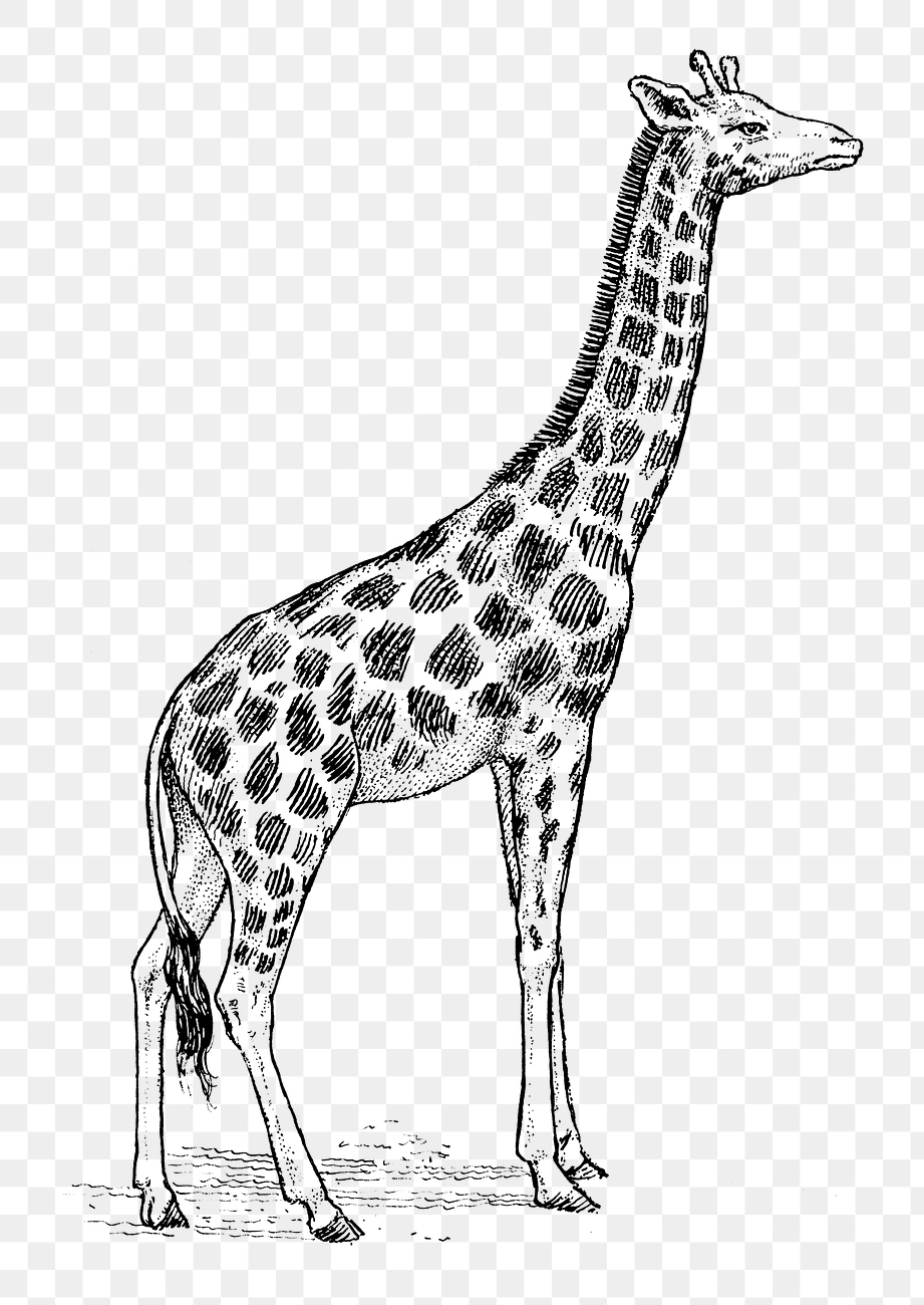 Giraffe png line art animal