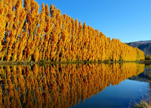 Gold rush. Otago.
