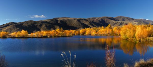 Golden Season Twizel. NZ