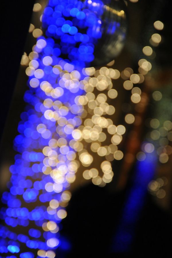 Good Morning Little Schoolgirl - Sonny Boy Williamson, blues, blue lights bare Christmas tree, Seattle, Washington, USA