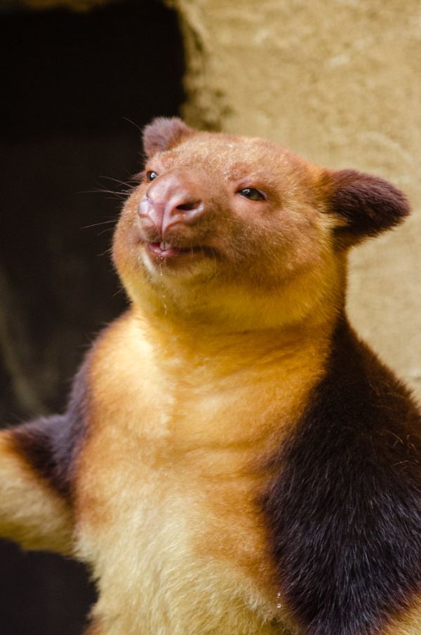 Goodfellow's tree-kangaroo