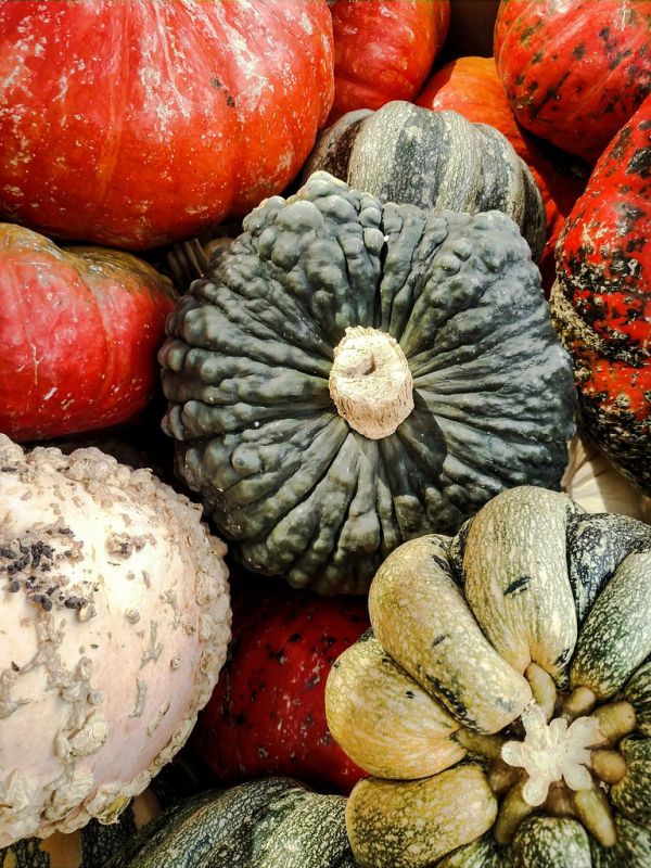 Gourds