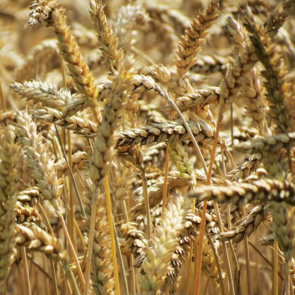 Grain
