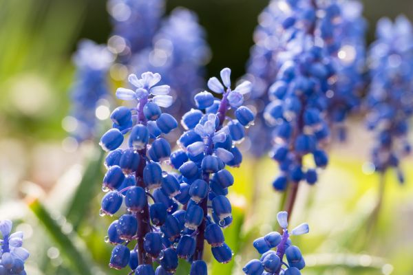 Grape Hyacinth