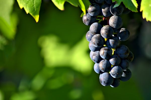 Grape Season