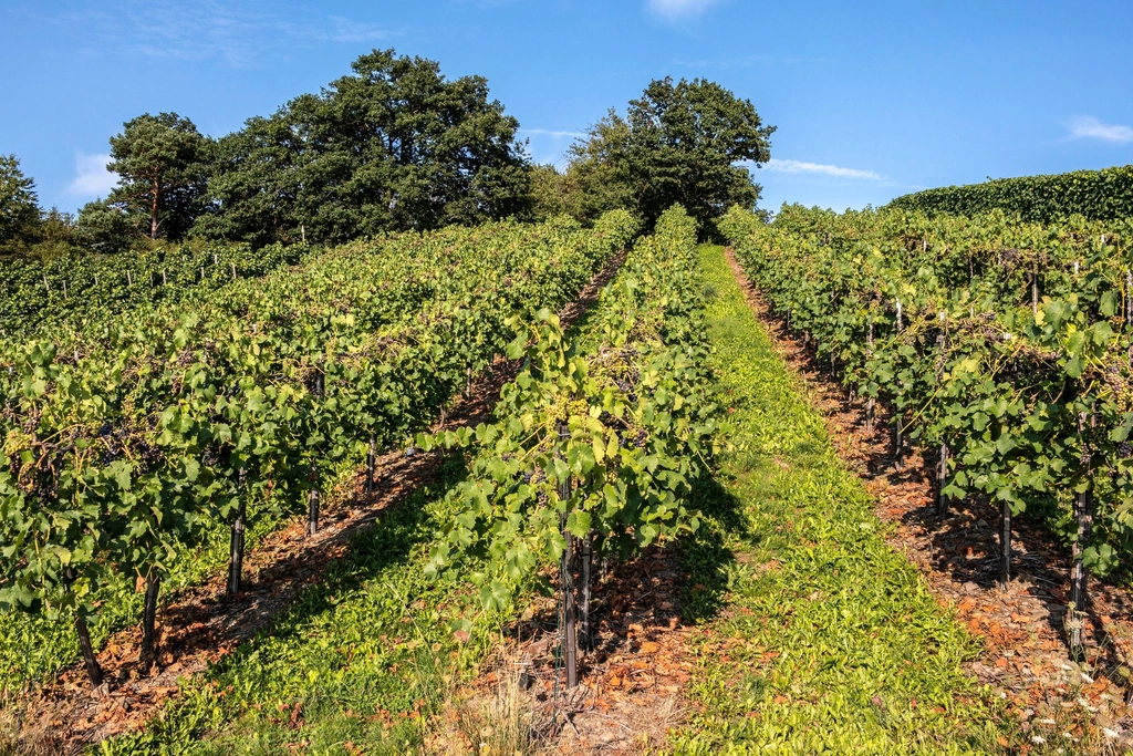 Grape vineyard landscape scenery