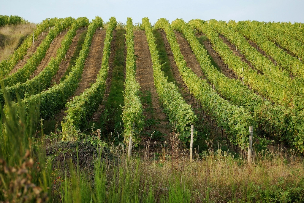 Grape vineyard landscape scenery