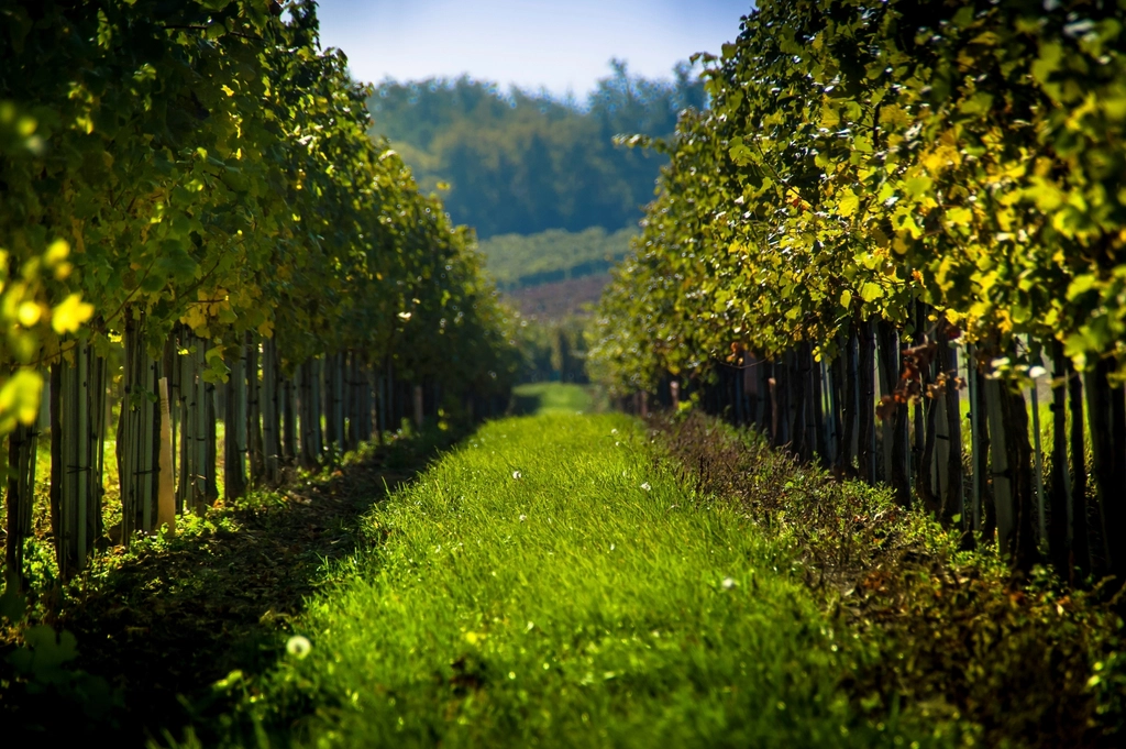 Grape vineyard landscape scenery