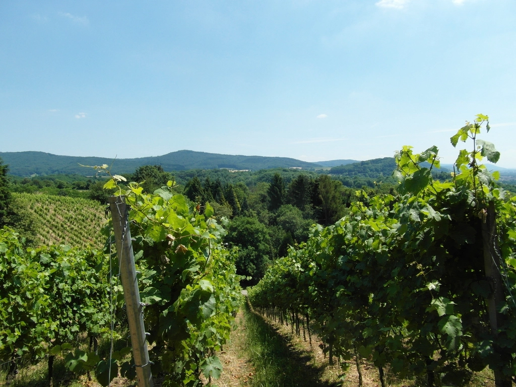 Grape vineyard landscape scenery