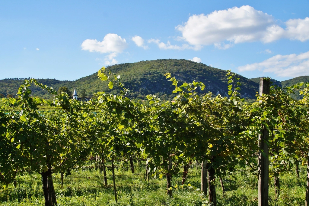 Grape vineyard landscape scenery