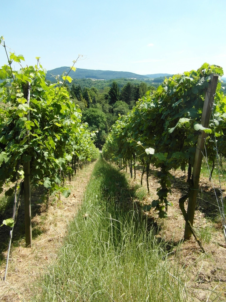 Grape vineyard landscape scenery