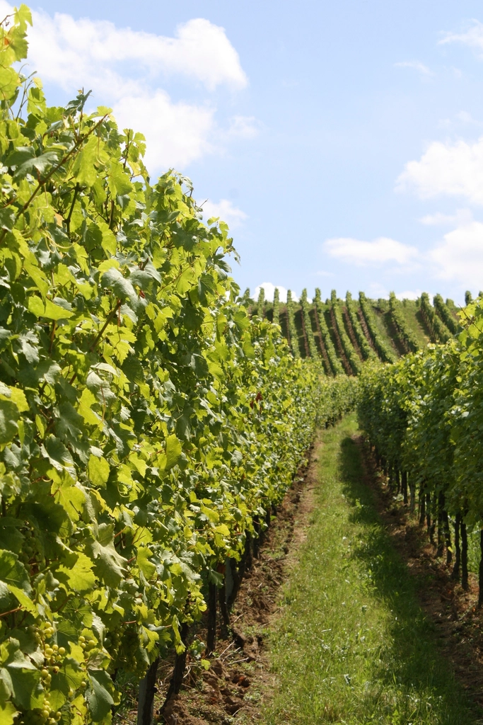 Grape vineyard landscape scenery