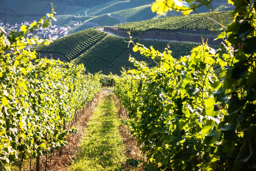 Grape vineyard landscape scenery