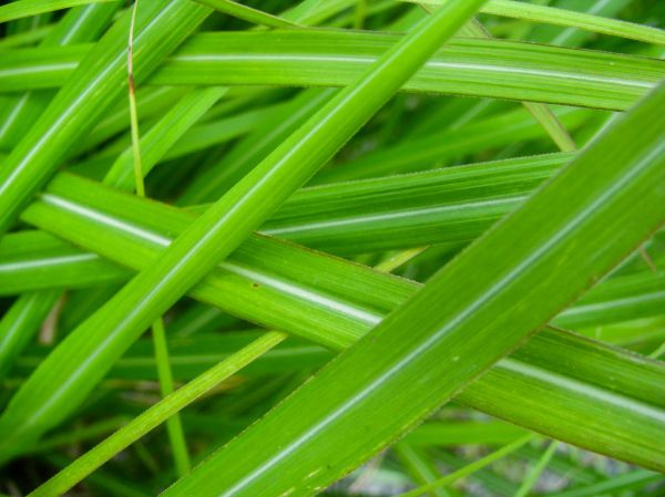 Green Grass Blades