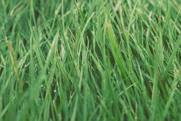 Green Grass Texture