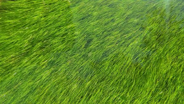 Green Grass Texture