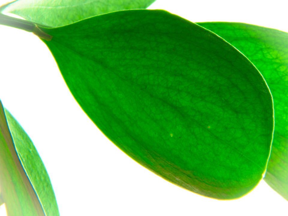 Green Leaf