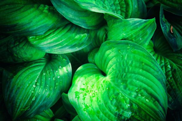 Green Leaves