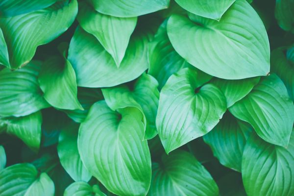 Green Plant Leaves Background Texture