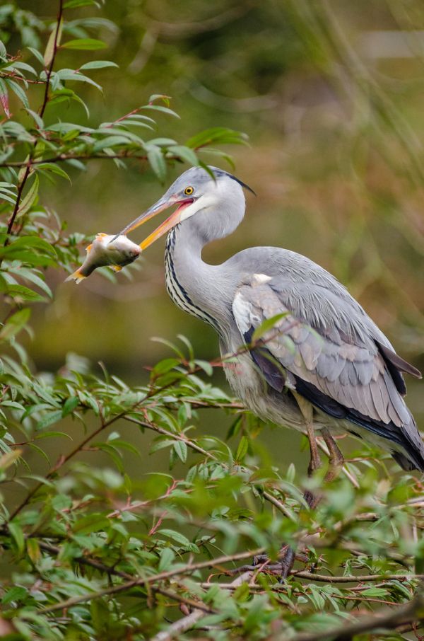 Grey heron