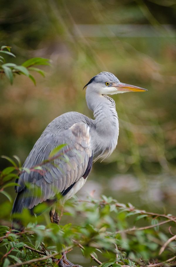 Grey heron