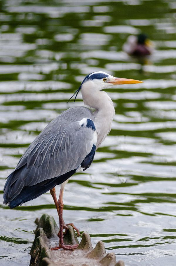 Grey heron