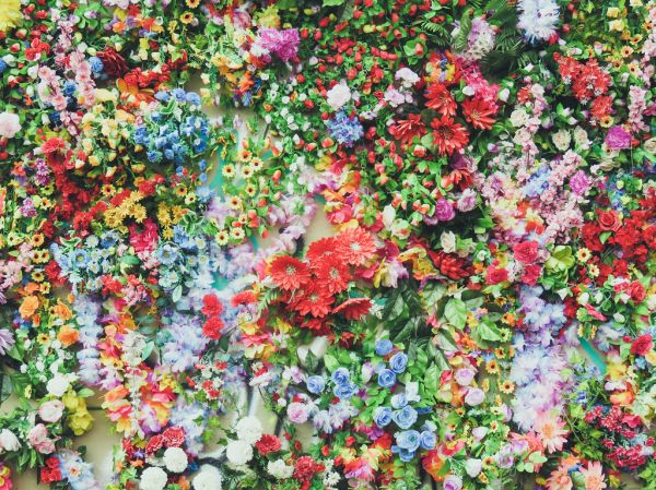 Group of Colorful Flowers