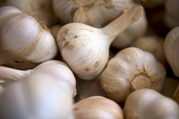 Group of Garlic Bulbs