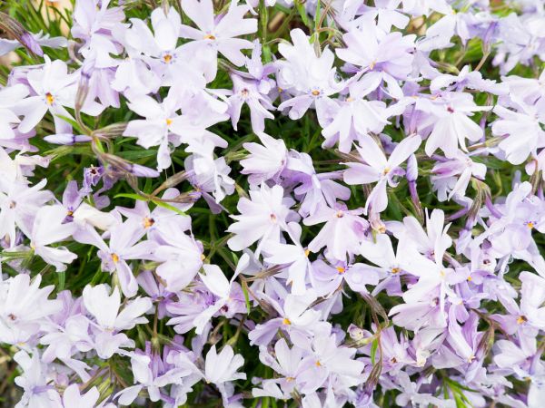 Group of Pale Lavender Flowers Background