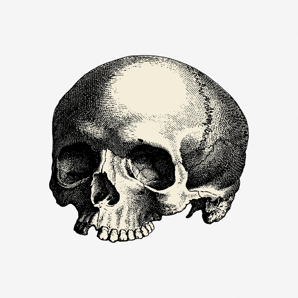 Halloween human skull hand drawn