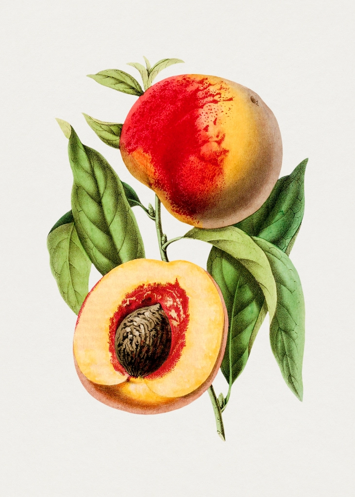 Hand drawn apricot peach