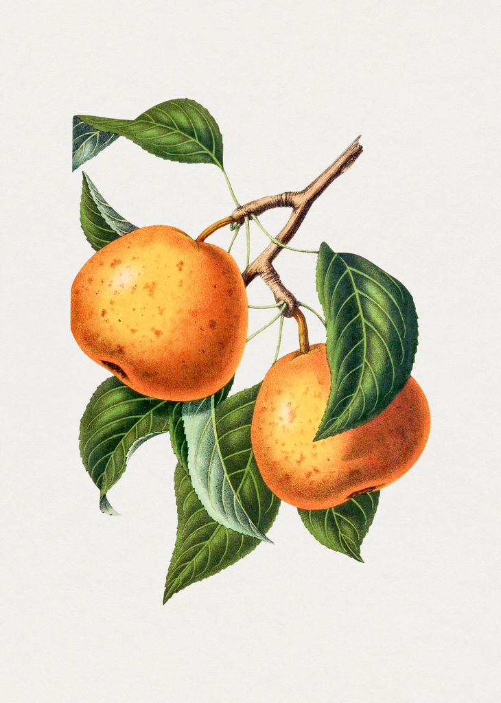 Hand drawn Asian pear