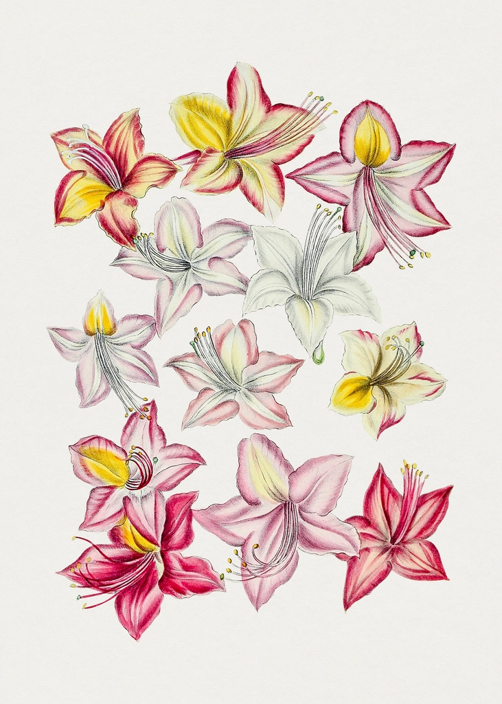 Hand drawn azzlea flowers