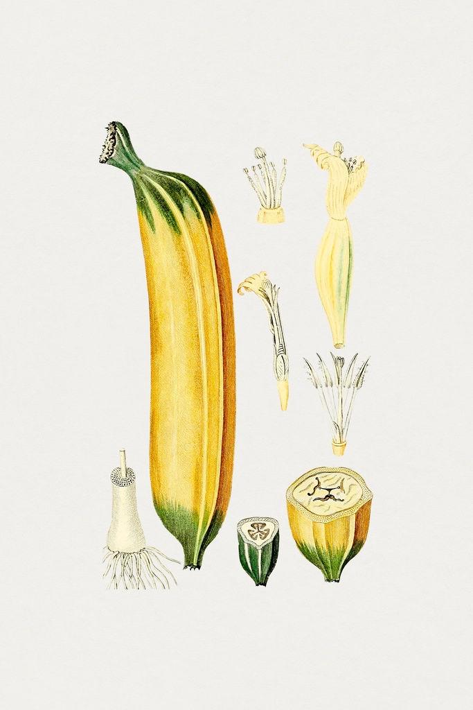 Hand drawn banana. Original Biodiversity