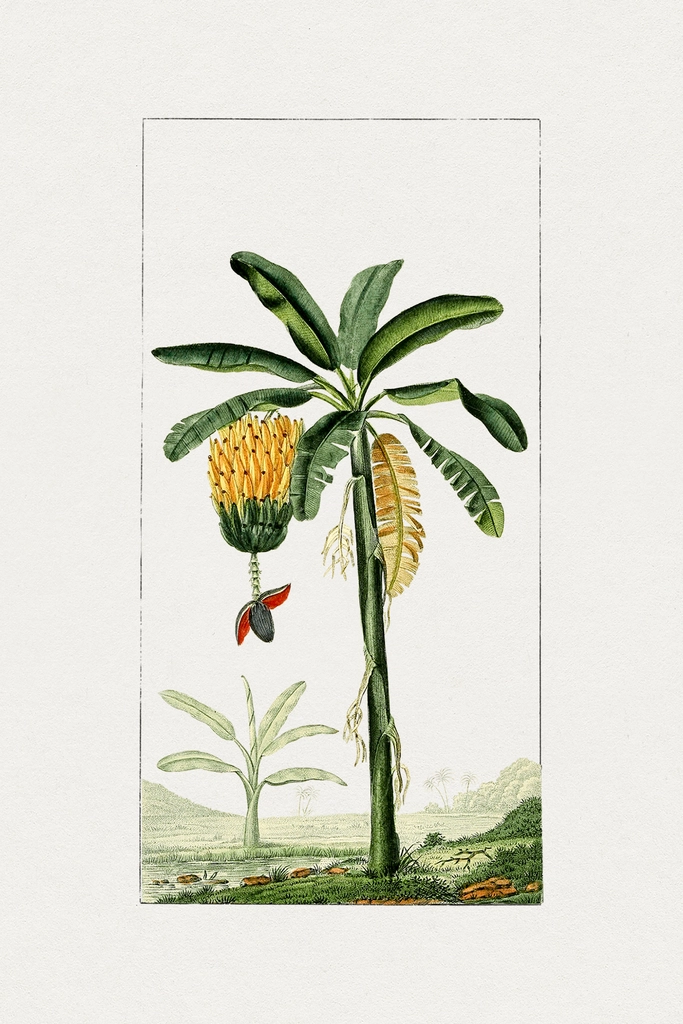 Hand drawn banana tree