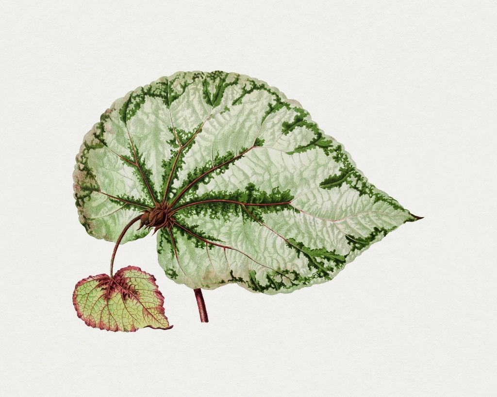 Hand drawn begonia leaf