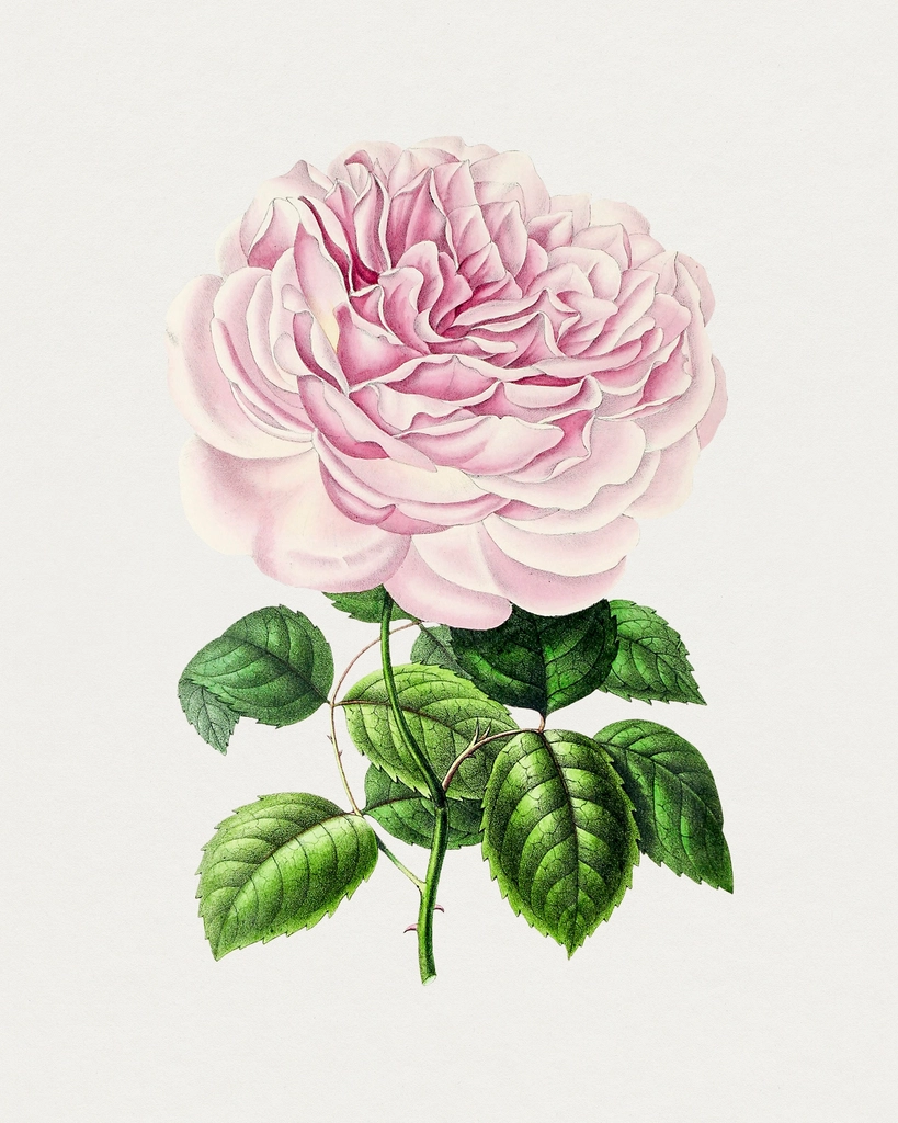 Hand drawn Bengal rose