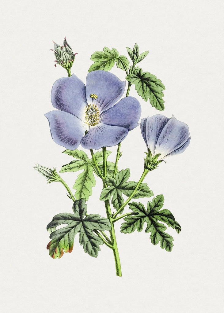 Hand drawn blue hibiscus