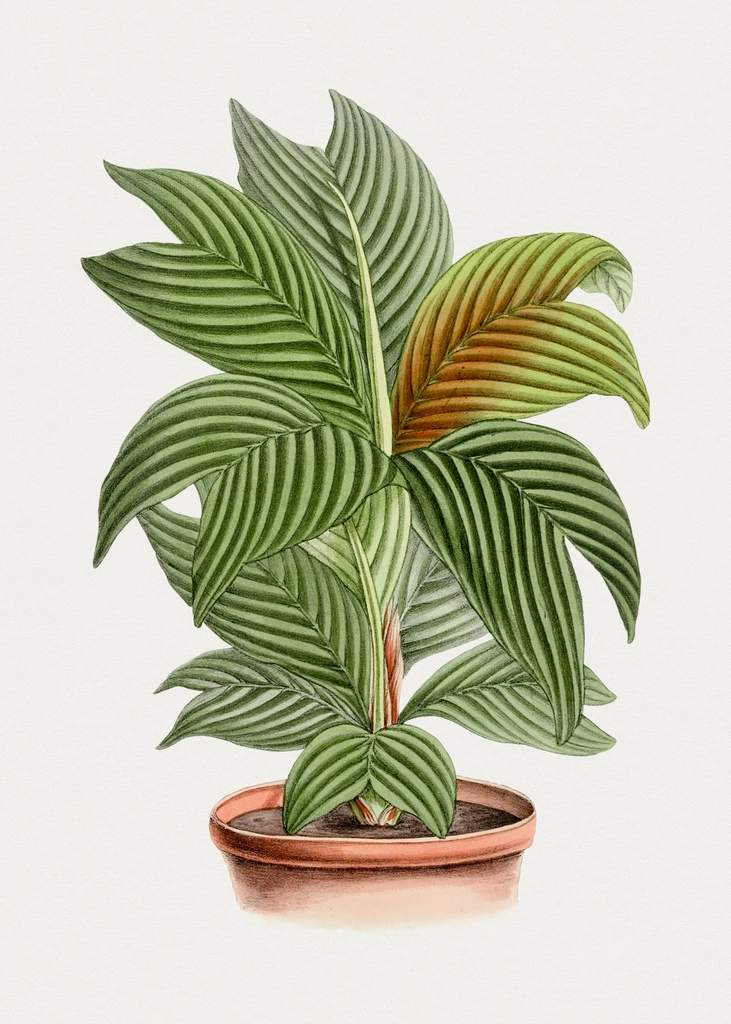 Hand drawn calathea orbifolia plant