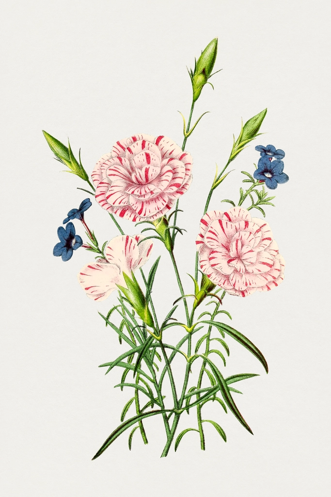 Hand drawn carnations. Original Biodiversity