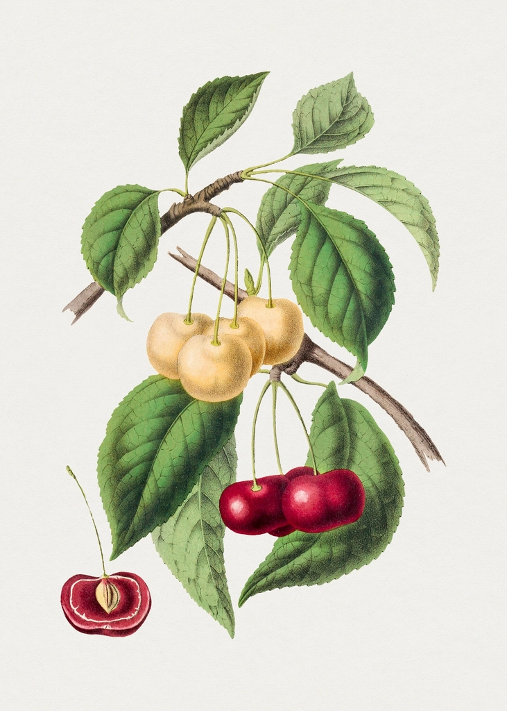 Hand drawn cherry. Original Biodiversity