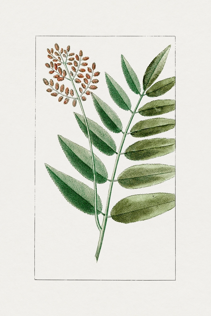 Hand drawn cinnamon fern