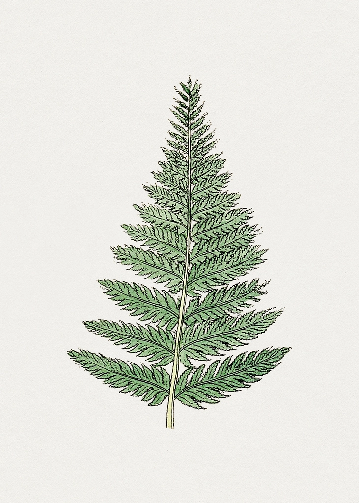Hand drawn fern leaf