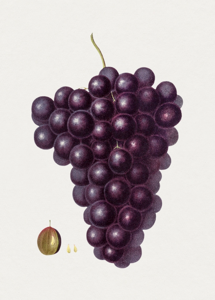 Hand drawn grapes. Original Biodiversity