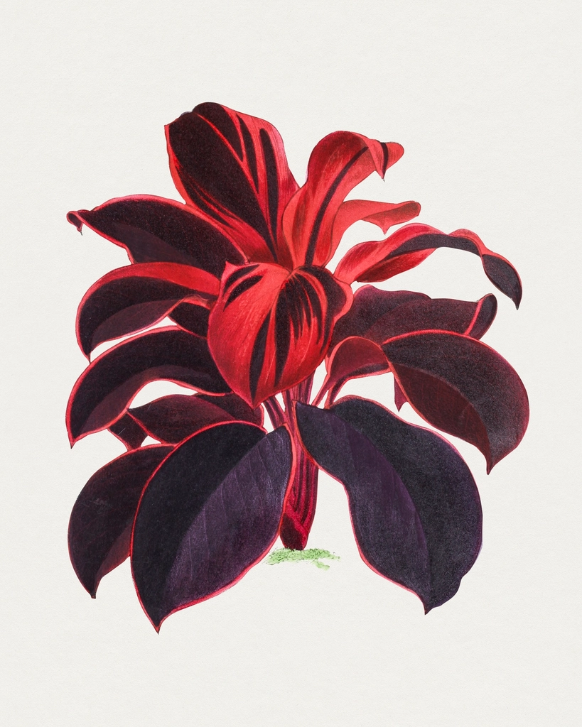 Hand drawn Hawaiian Ti plant