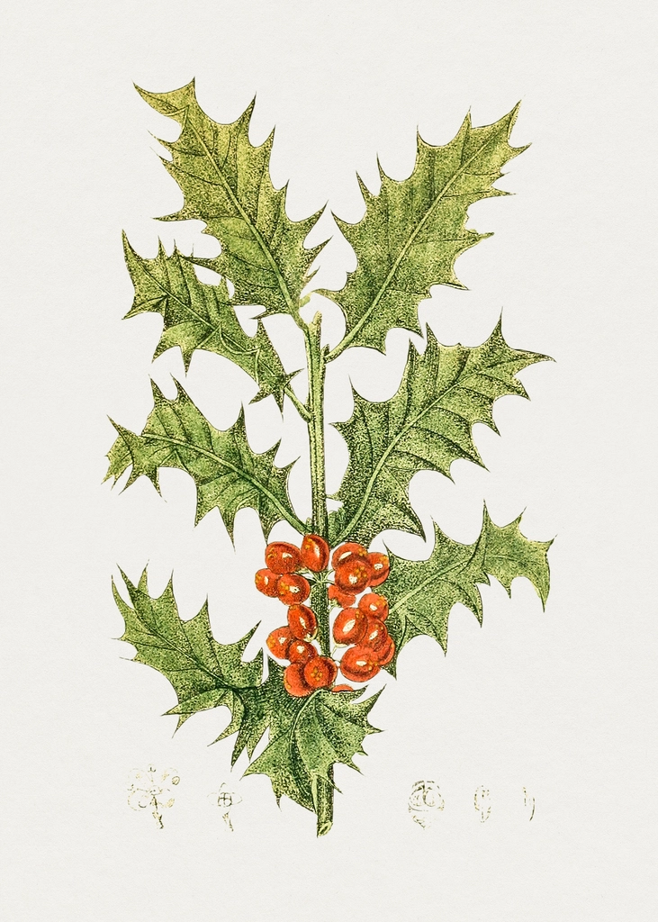 Hand drawn holly. Original Biodiversity