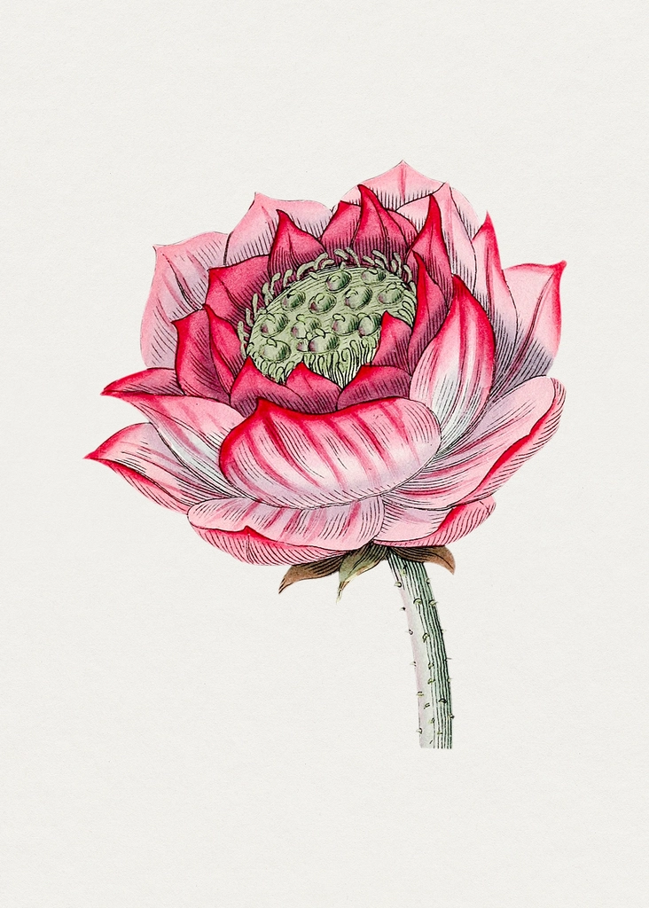 Hand drawn lotus. Original Biodiversity